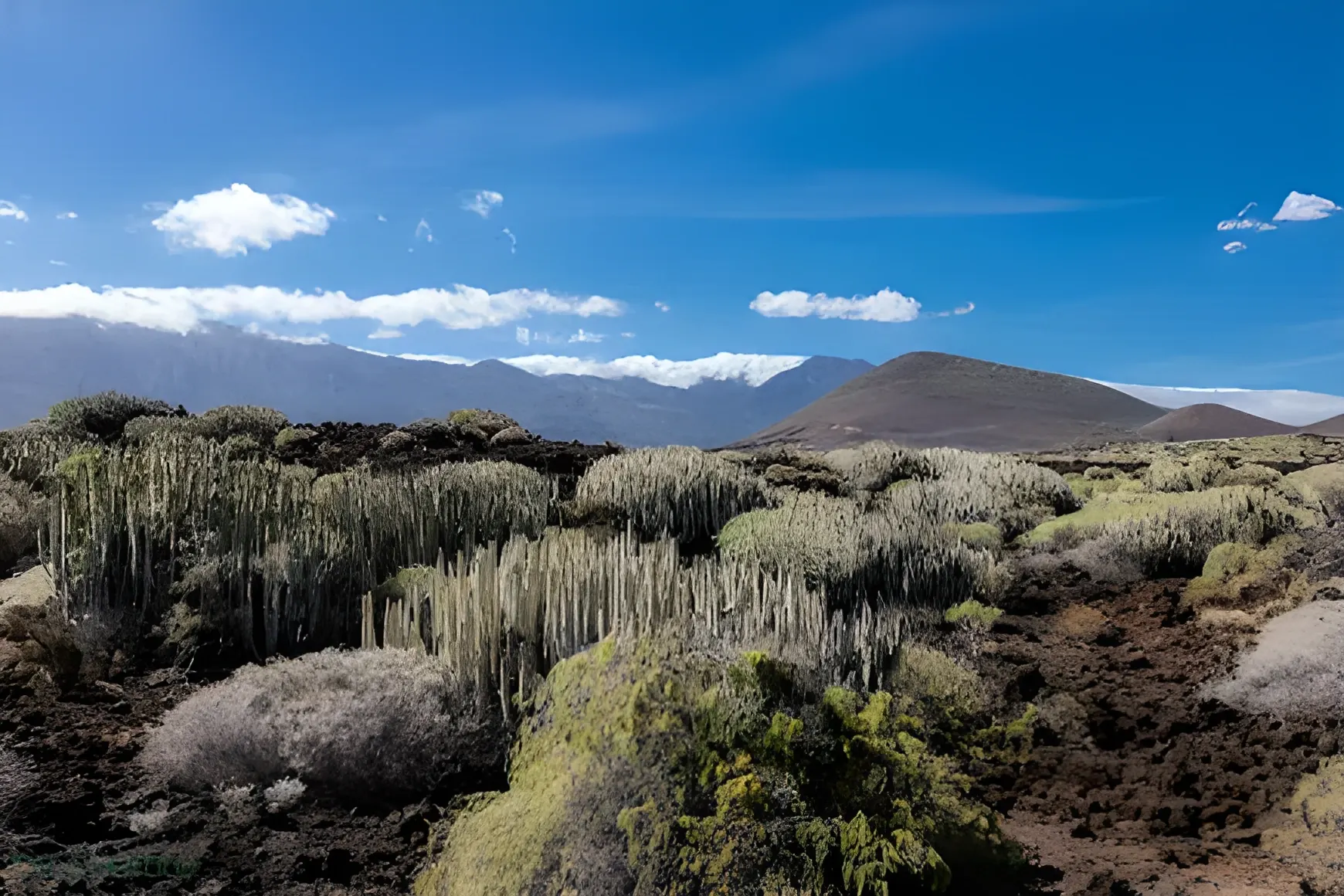 Sendero del Malpaís de Güímar, con cardones y las montañas al fondo